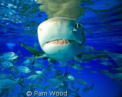 Just "Say Cheese"!  Lemon Shark shot at Tiger Beach, Baha... by Pam Wood 